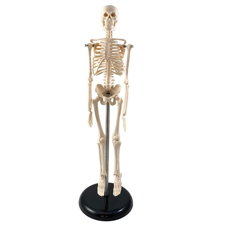 SKELETON 17IN